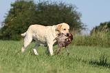 LABRADOR 471